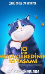 Meraklı Kedinin 10 Yaşamı